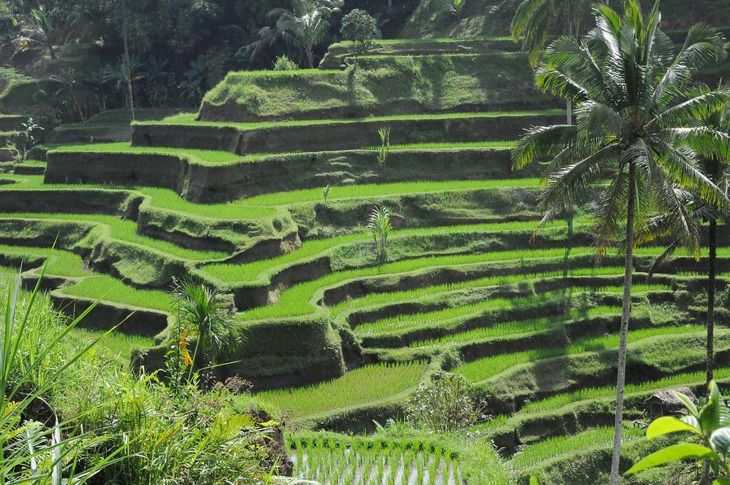 Flora Apartment Bali Семиньяк Экстерьер фото